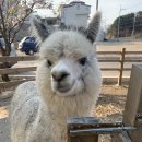 포레스트카페 이미지