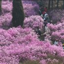 구례진달래집 이미지