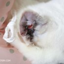 이개 내고양이 이미지
