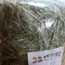 에밀리펫 이미지