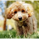 펫퍼스트 24시 강아지분양 고양이분양 이미지