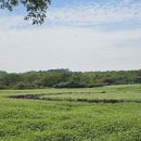 늘보마을 | 22] 제주여행 2일차_메밀꽃이 예쁜 와흘마을(와흘마을 메밀꽃축제, 지환이네 뼈국,아부오름, 늘보의...