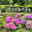 경북 구미, 다온숲 수국 명소 실시간 개화 후기