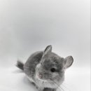 와우펫앤쥬 김해점 이미지