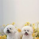 노라도라 이미지