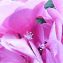 민들레화원 이미지