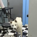 몽글몽글 | 화성 대형견 목욕 몽글몽글 애견 유치원 내돈내산 만족 후기