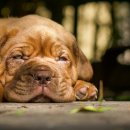 시흥24시센트럴동물의료센터 이미지