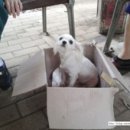 여시발바닥 이미지