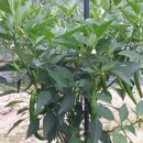 여주자영농업고등학교 이미지