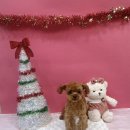 댕댕뷰티 이미지