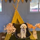 땡큐펜션 이미지