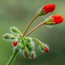 펠라르고늄과 제라늄 [Pelargonium and Geranium] 이미지