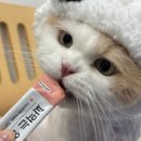 고양이발 이미지