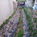 일등농약종묘도매상사 이미지