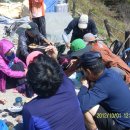 합천토종흙돼지 이미지