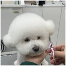 아지묭실 네이버블로그