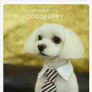 코코애견샵 이미지