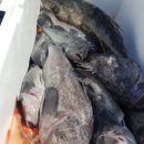 솔개*153fishing~출조황** **4월25일 일요일 진도서망항 토너먼트호 할배우럭/왕열기 조황 올려드립니다. 회원님들 수고생 하셨 이미지