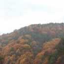 홍천 살둔계곡의 가을과 은행나무숲 이미지
