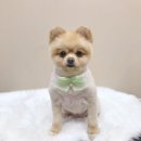 펫뷰티샵 페이보릿 이미지