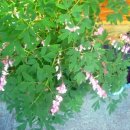 고모네식당 이미지