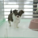 곱슬강아지 이미지