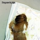 퍼피홀릭 제주 이미지