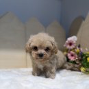 노이펫 강아지 고양이분양 춘천점 | 원주강아지분양 강원도강아지분양 말티푸분양