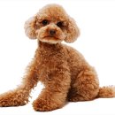 퍼스트 동물메디컬 센터 이미지