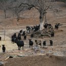 영해목장 이미지