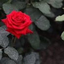 조선대(장미원) 이미지