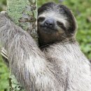 나무늘보 이미지