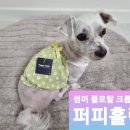 퍼피홀릭 이미지