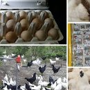 백봉오골계 부성농원 이미지