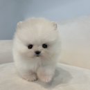 창원강아지분양 헬스독 애견입양 말티푸들포메라니안미니비숑 | 부산강아지분양 헬스독 애견입양 말티푸들포메라니안미니비숑 건강한 강아지를 만나다! 부산 강아지분양