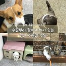 경산 이웃집 수달 후기 | 수달 체험 가능한 이색 데이트·아이랑 가기 좋은 희귀동물 체험 공간