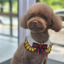 또또시 멍 이미지