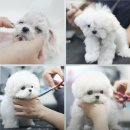 셀럽도기 이미지