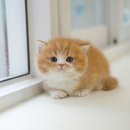 왕발고양이 이미지