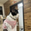 개와 <b>강아지가</b> 정말 <b>좋다</b>