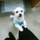 포일동물병원 이미지