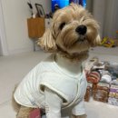 (주)펫둥이 네이버블로그