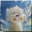 품속동물병원 | 이천 동물병원 24시 갑상선 검사 후기 바우와우