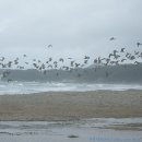 새들펜션민박 이미지