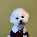 아소비 퍼피스 이미지