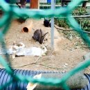 우치흑염소 이미지