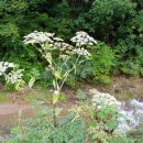 솔내음과 물소리 이미지