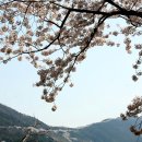 안민고개길 Daum카페
