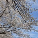 경안천 | 시즌 마지막 벚꽃이 기다리는 처인구 경안천자전거길